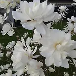 Kleine Auszeit Апартаменты