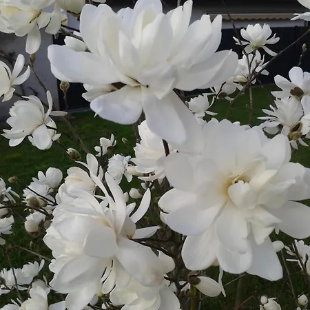 Kleine Auszeit Apartment